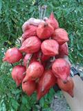 BELIMBING HUTAN